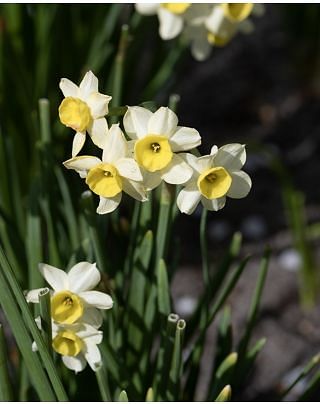 Narcissus Minnow