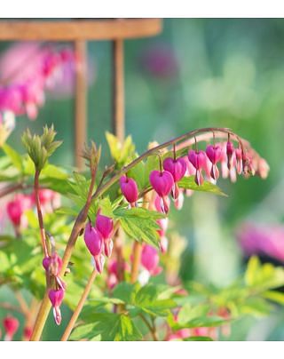 Dicentra Spectabillis (Lamprocapnos) Pink-White