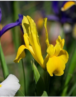 Iris Strong Gold 