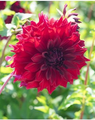 Dahlia Mingus Alex