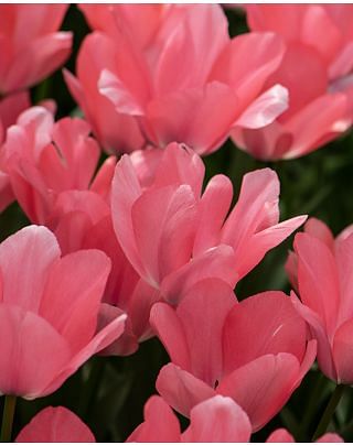 Tulip Bella Blush Bulbs