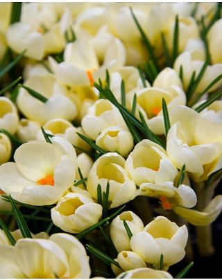Crocus Cream Beauty