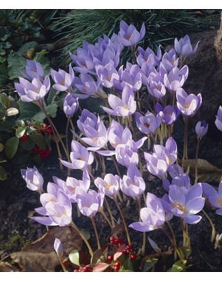 Crocus Speciosus Conqueror Bulbs