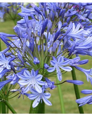 Agapanthus Donau