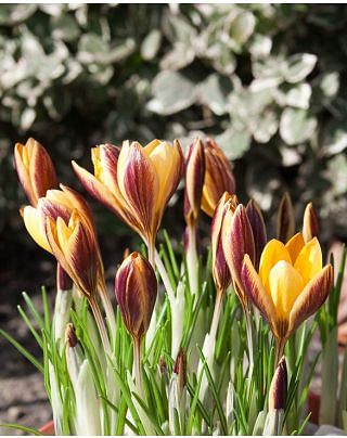 Crocus Bronze Form