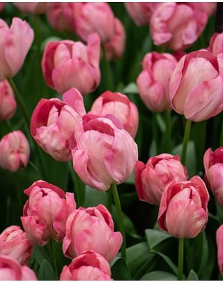 Tulip Mystique Van Eijk Bulbs