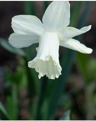 Narcissus Snow Baby