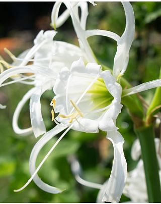 Hymenocallis Festalis (Ismene) Bulbs