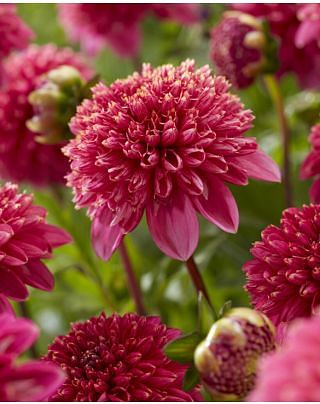 Dahlia Alyshia