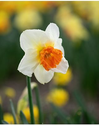 Narcissus Gentle Giant