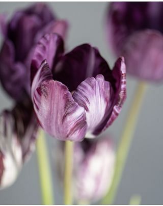 Tulip Columbine