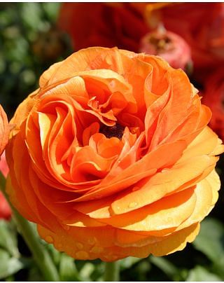 Ranunculus Aviv Orange