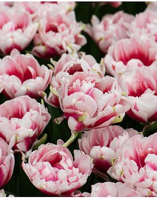 Tulip Chandelier