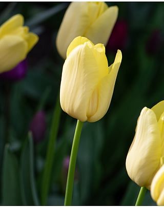 Tulip World Friendship