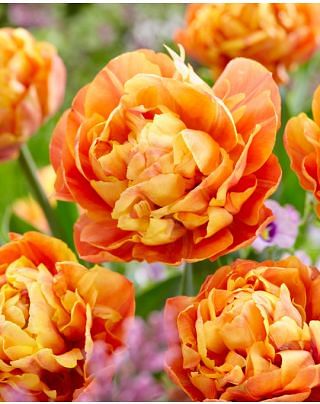 Tulip Valdivia