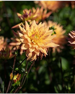 Dahlia Karma Corona