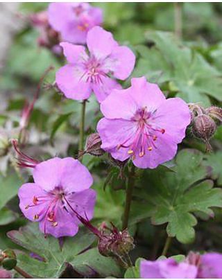 Geranium Karmina