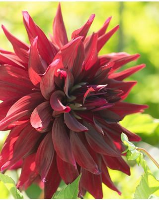 Dahlia Brigitta Alida