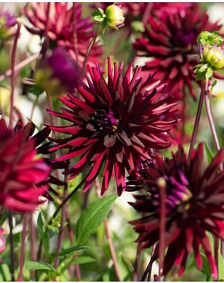 Dahlia Chat Noir