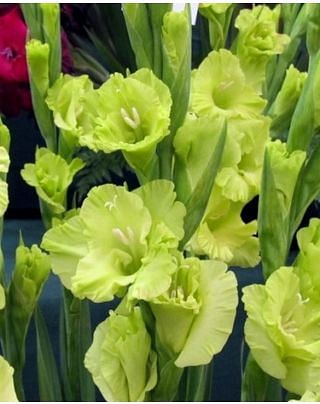 Gladiolus Green Star Bulbs