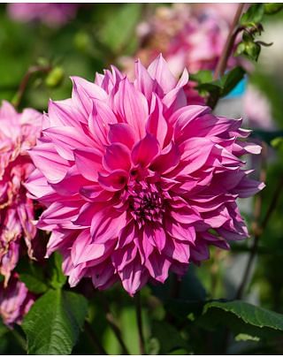 Dahlia Cafe au Lait Royal 