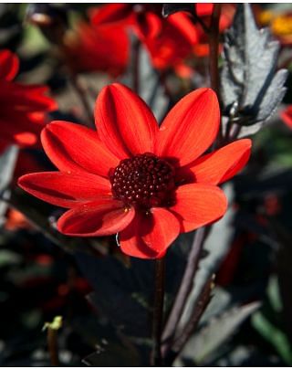 Dahlia Pulp Fiction 