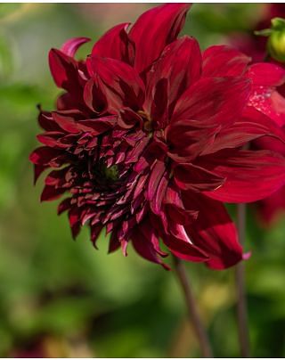 Dahlia Bohemian Spartacus