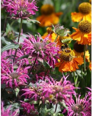 Monarda Prarienacht