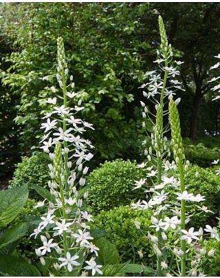 Ornithogalum Ponticum "Sochii"