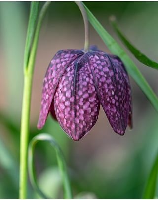 Fritillaria Meleagris