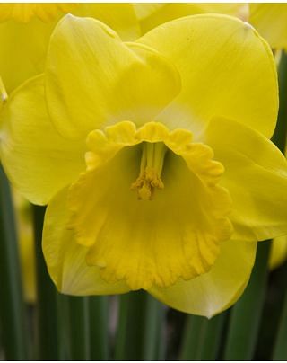 Narcissus Cairngorm