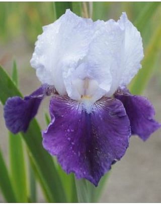 Iris Germanica Snow Mound
