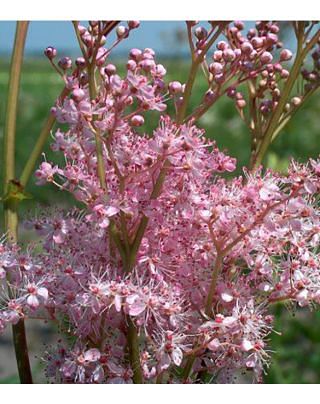 Filipendula Venusta Magnifica