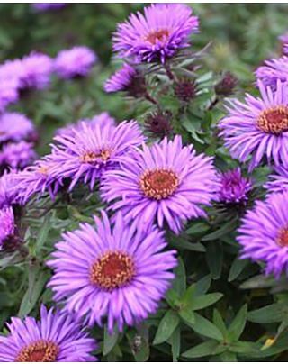 Aster Purple Dome 