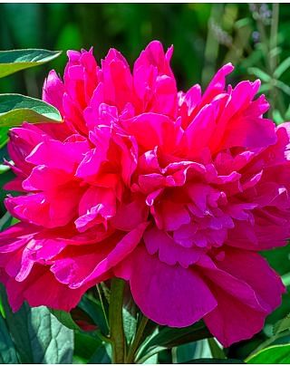 Peony Adolphe Rousseau Bulbs