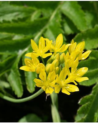Allium Moly Jeannine Bulbs