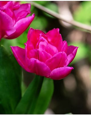 Tulip Queen Jewel Bulbs