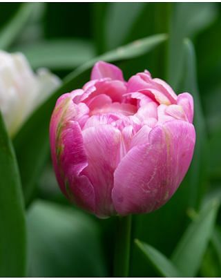 Tulip Amazing Grace