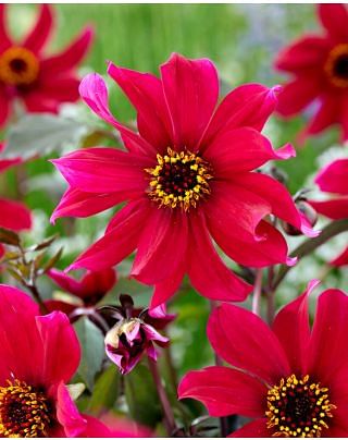 Dahlia Pride One