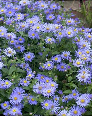 Aster Monch