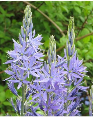Camassia Cusickii Bulbs
