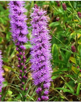 Liatris