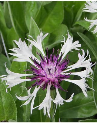 Centaurea Purple Heart from Peter Nyssen flower bulbs and plants