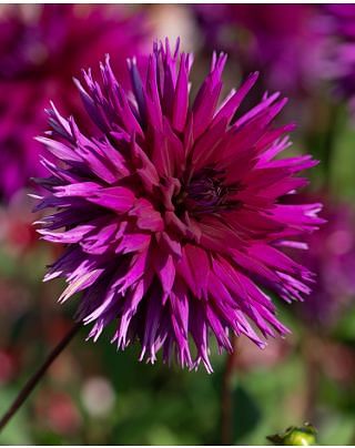 Dahlia Ambition Bulbs