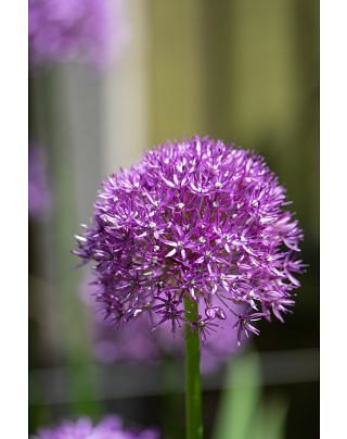 Allium Stipitatum Bulbs