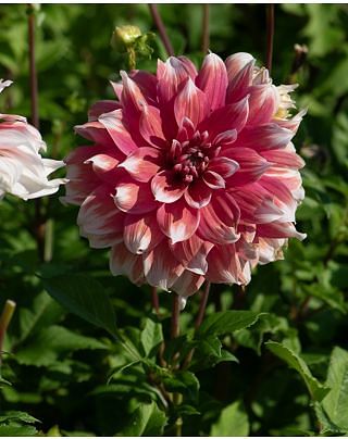 Dahlia Frost Nip Bulbs