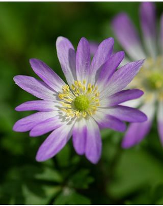 Anemone Blanda Charmer