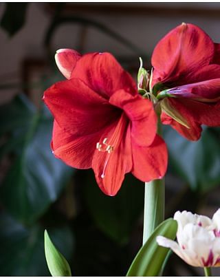 Amaryllis Ferrari