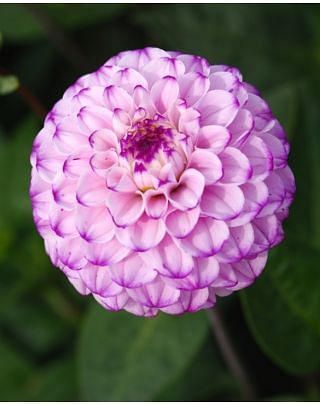 Dahlia Genova Tubers