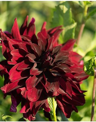 Dahlia Rip City Tubers
